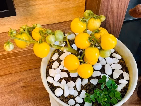 Những chậu cà chua lùn được nhiều bà nội trợ lựa chọn để trang trí nhà. Ảnh: Suckhoedoisong