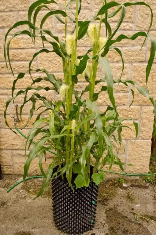 Cây ngô trồng chậu chưng Tết với mong muốn năm mới đạt nhiều thắng lợi, trĩu vàng bội thu. Ảnh: Vuonsaigon