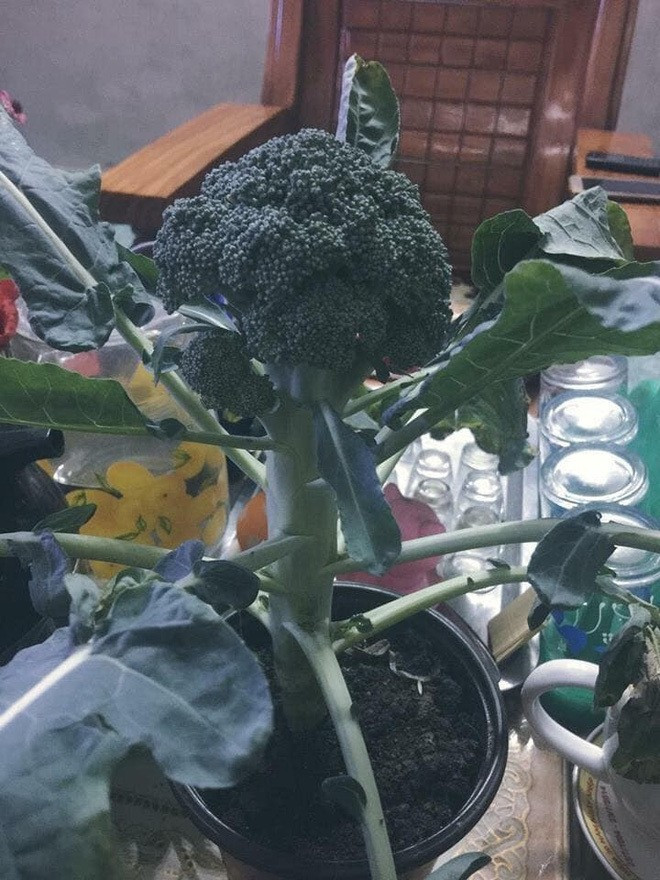 Súp lơ cũng có thể đưa lên chậu làm cảnh. Ảnh: Facebook