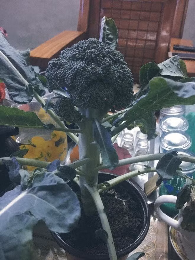Súp lơ cũng có thể đưa lên chậu làm cảnh. Ảnh: Facebook