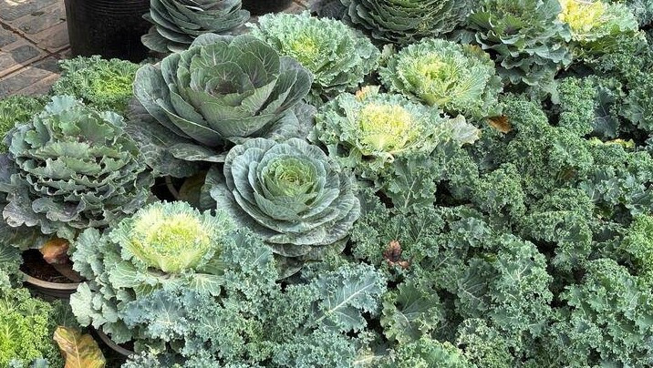 Những ngày cận Tết Nguyên đán Bính Ngọ 2026, tại chợ hoa Lạc Long Quân (Hà Nội), những chậu rau cải xanh mướt, được "lên đời" thành cây cảnh lạ mắt. Ảnh: Công Hiếu/VTCNews