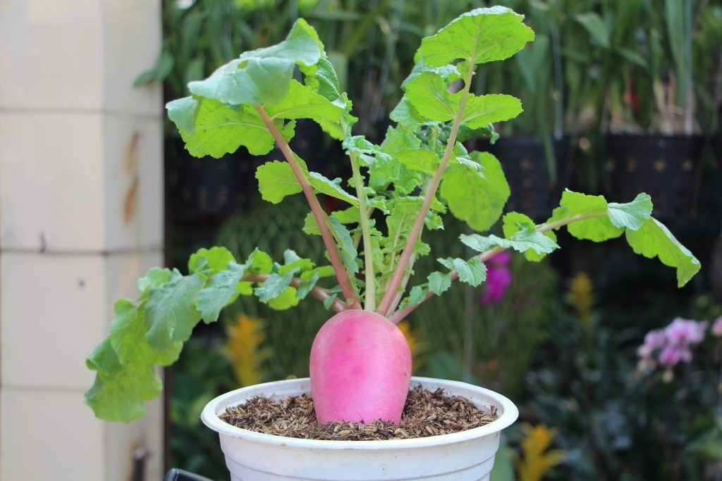 Củ cải đưa lên chậu thành cây cảnh chưng trong nhà dịp Tết. Ảnh: Báo Tây Ninh