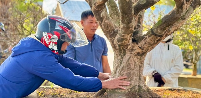 Cây mai có hoành thân khoảng 90 cm, hoành gốc 138 cm, bộ đế trải đều bốn hướng. Ảnh: Báo Quảng Ngãi