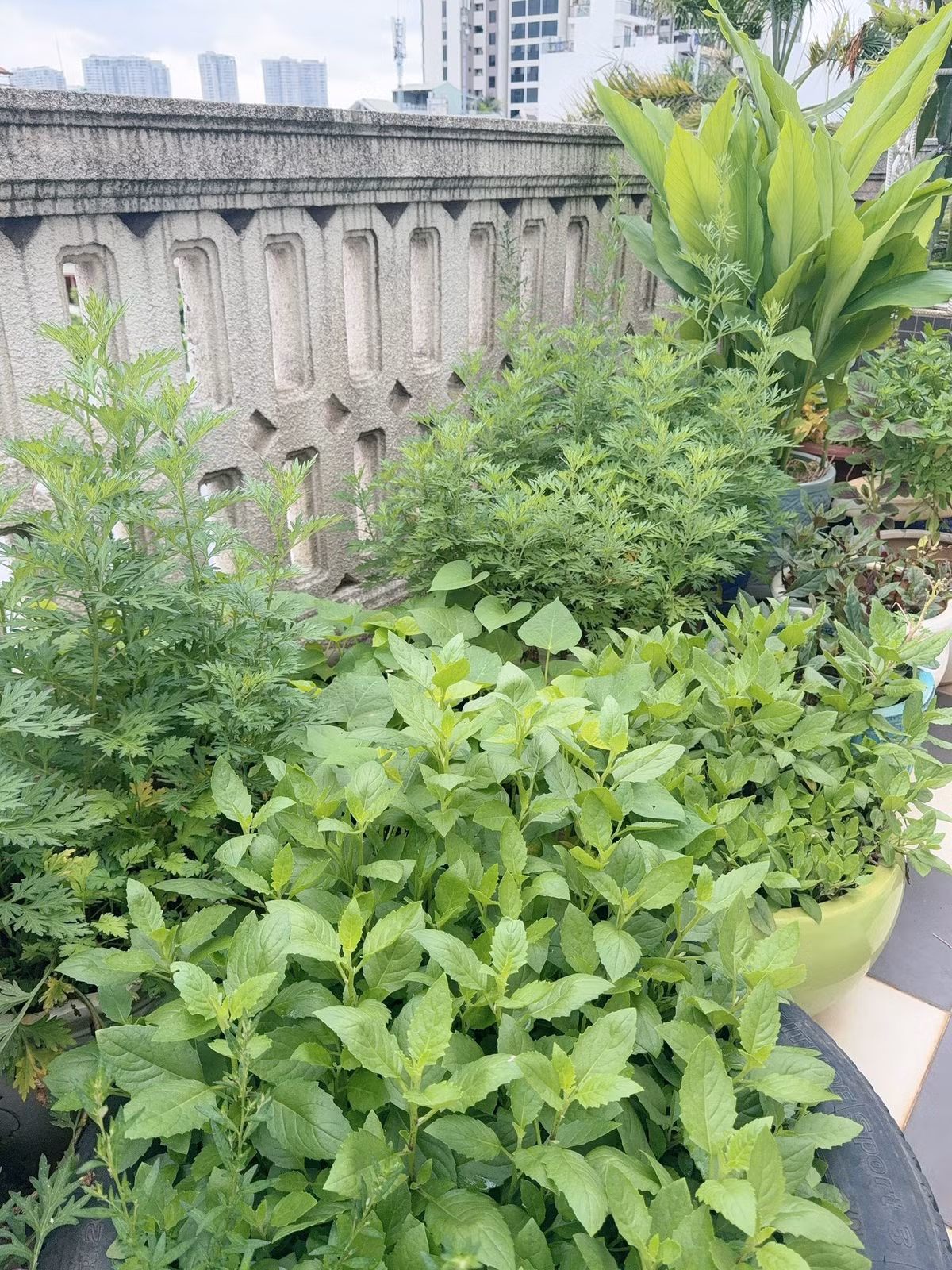 Các loại rau được trồng trong chậu, sắp xếp gọn gàng. Ảnh: FBNV