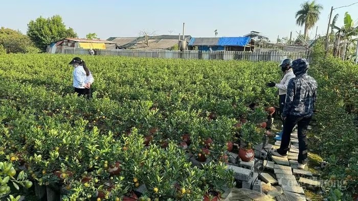 Không ít thương lái tìm đến vườn quất đặt hàng sớm. Ảnh: Người lao động