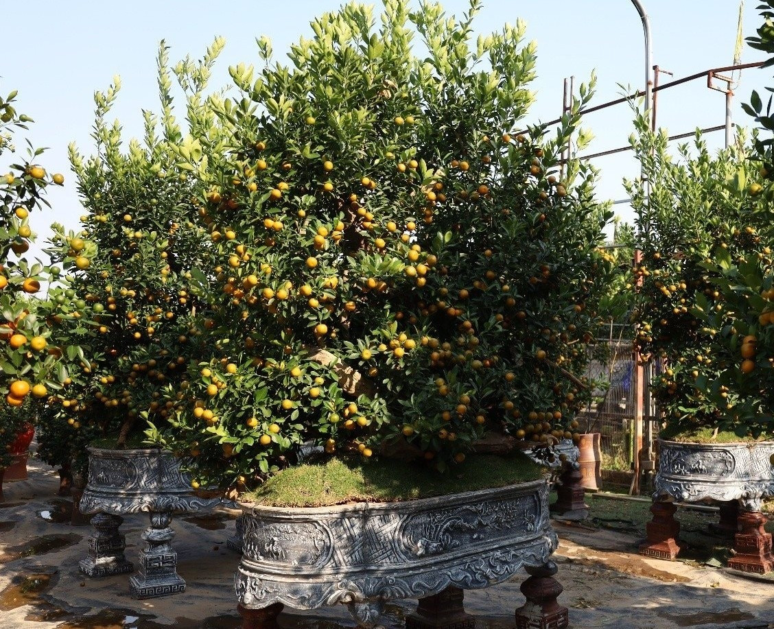 Tại một số nhà vườn, những tác phẩm quất ghép gỗ lũa lớn, cao hơn 3m, thu hút sự chú ý của nhiều khách hàng. Ảnh: Công luận