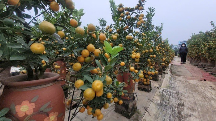 Do vậy, giá quất cảnh Tết năm nay được dự báo có thể nhích lên so với các năm. Ảnh: Người lao động