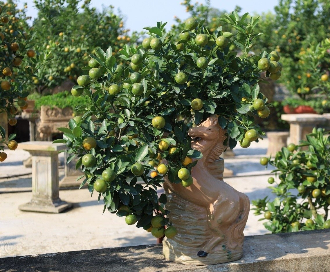Quất bonsai trong chậu hình con ngựa, mang ý nghĩa phong thủy cho không gian Tết Bính Ngọ 2026. Ảnh: Công luận
