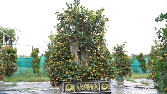 Một số cây được định giá lên tới 20 - 30 triệu đồng. Ảnh: Công luận