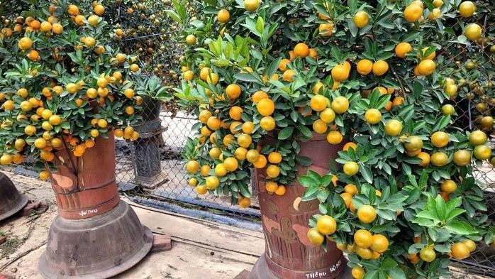 Các nhà vườn cho biết, năm nay áp lực chi phí đè nặng lên người trồng. Giá nhiều loại vật tư nông nghiệp như phân bón, thuốc bảo vệ thực vật, chậu trồng…tăng đáng kể. Ảnh: Người lao động