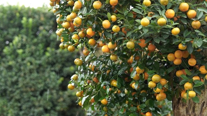 Cách Tết Nguyên đán Bính Ngọ hơn một tháng, làng quất cảnh Tứ Liên (Hà Nội) rộn ràng hơn bao giờ hết khi hàng nghìn chậu quất bước vào thời điểm đẹp nhất trong năm. Ảnh: Công Luận