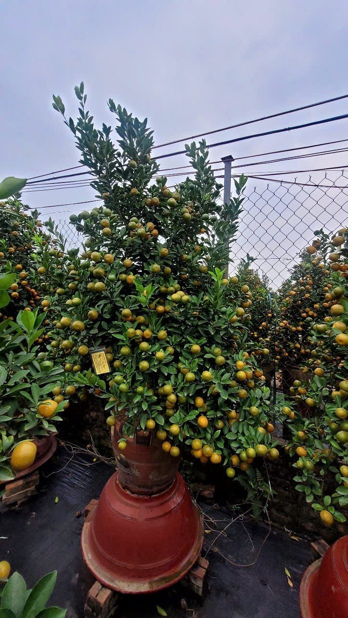 Tại nhiều vườn quất, phần lớn cây đã ngả màu vàng óng, quả trĩu cành và tán lá xanh mướt. Ảnh: Người lao động