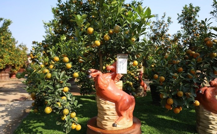 Ngoài những cây quất truyền thống, các dòng quất thế, quất ghép tạo điểm nhấn cho mùa Tết năm nay. Ảnh: Công luận