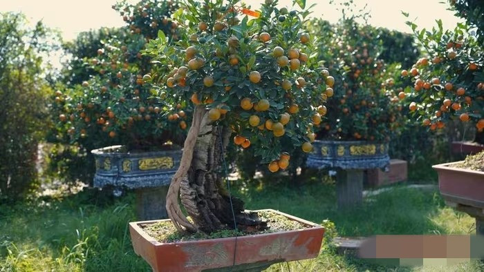 Những ngày này, các nhà vườn tại Tứ Liên đang bước vào giai đoạn cao điểm sản xuất và kinh doanh. Ảnh: Báo Công Thương