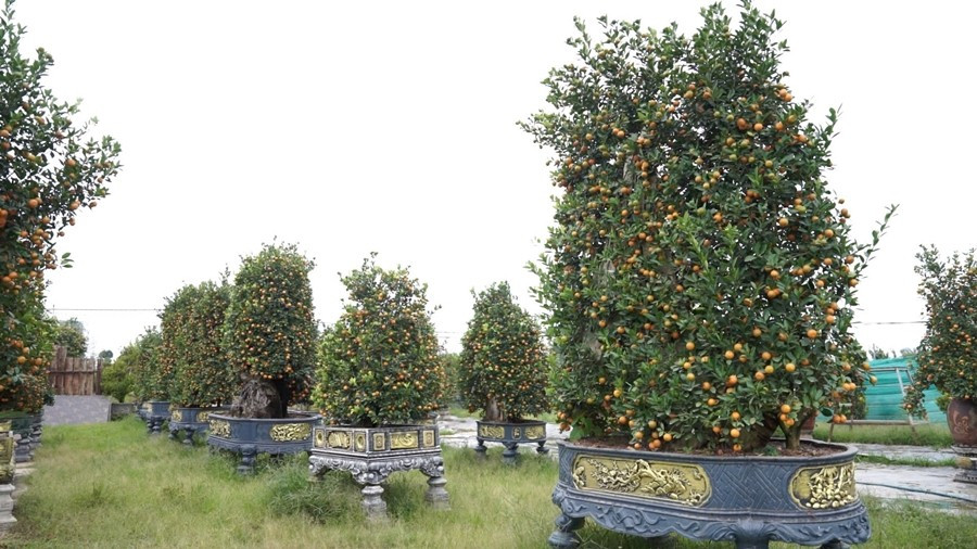 Theo chia sẻ của các nhà vườn, trong năm phải đối mặt với mưa lũ và thời tiết bất lợi, nhưng giai đoạn cuối năm khá thuận lợi, giúp cây quất sinh trưởng tốt, chất lượng đảm bảo, mẫu mã đồng đều. Ảnh: Công Luận