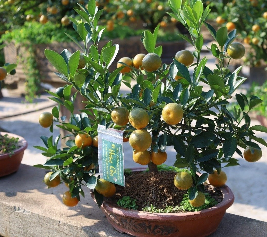 Nhiều chậu quất bonsai đã được khách đặt mua từ lâu. Ảnh: Công luận