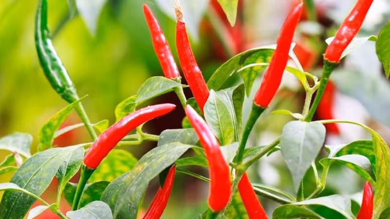 Giá ớt tăng kỷ lục còn do nguồn cung giảm mạnh (ảnh hưởng mưa lũ, sâu bệnh) trong khi nhu cầu thị trường và chế biến thực phẩm tăng cao. Ảnh: Internet