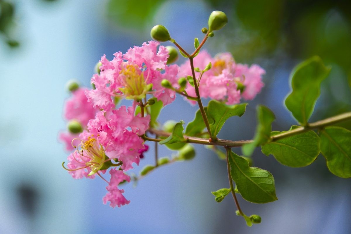Những chùm hoa nở dày trước nhà được ví như hình ảnh gia đình đông vui, ấm êm. Ngoài ra, loài cây này còn thể hiện sự nền nếp và sự tiếp nối bền vững giữa các thế hệ. Ảnh: Vuonhoatuoi