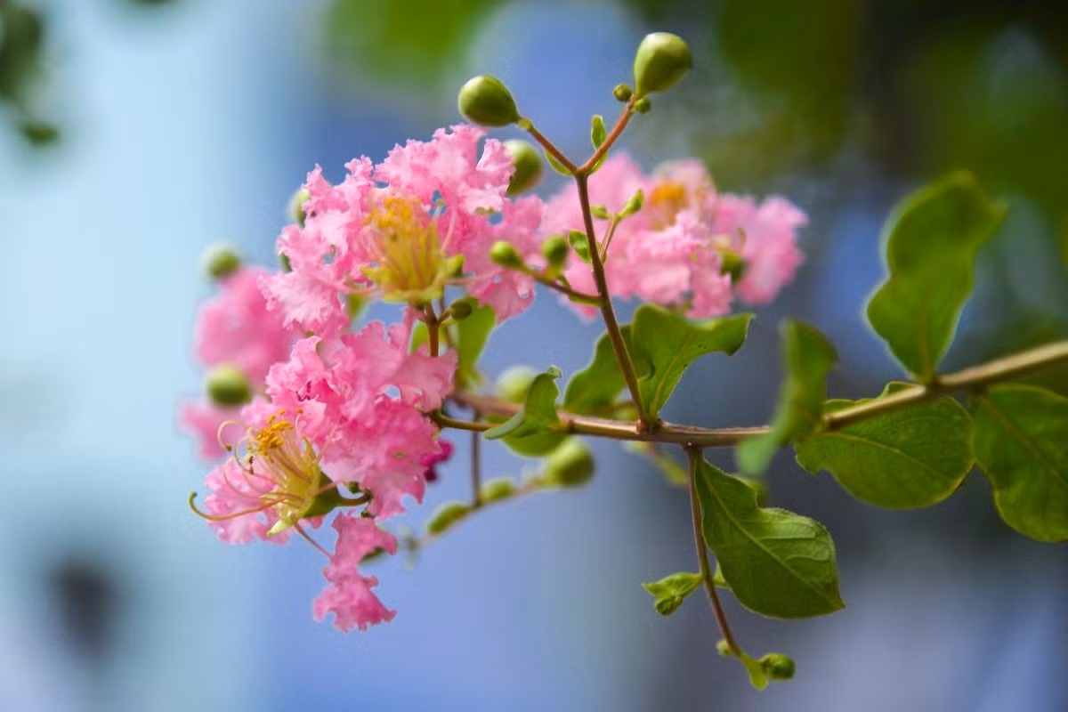 Những chùm hoa nở dày trước nhà được ví như hình ảnh gia đình đông vui, ấm êm. Ngoài ra, loài cây này còn thể hiện sự nền nếp và sự tiếp nối bền vững giữa các thế hệ. Ảnh: Vuonhoatuoi
