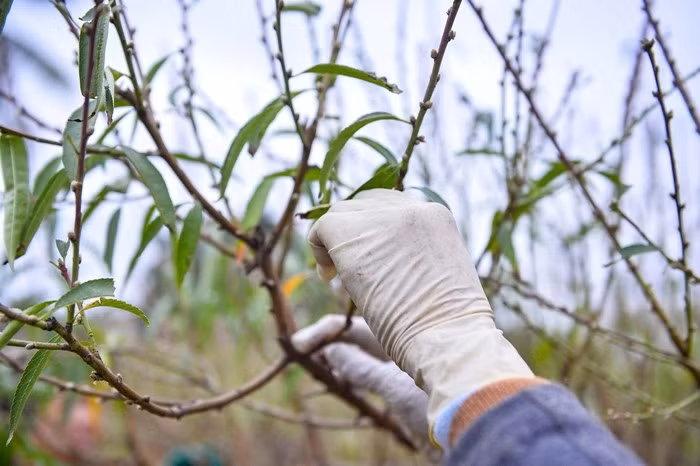 Quá trình tuốt lá đào đều được thực hiện thủ công đòi hỏi sự tỉ mỉ, nhẹ nhàng để tránh làm gãy cành, hỏng nụ. Ảnh: Người lao động
