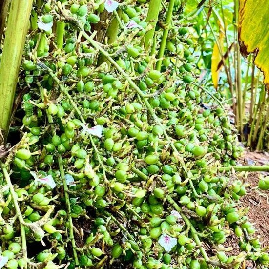 Sản lượng thu hoạch mỗi năm ước tính hàng nghìn tấn, phần lớn phục vụ xuất khẩu sang Trung Quốc, Ấn Độ và thị trường Trung Đông. Ảnh: Holy Lama