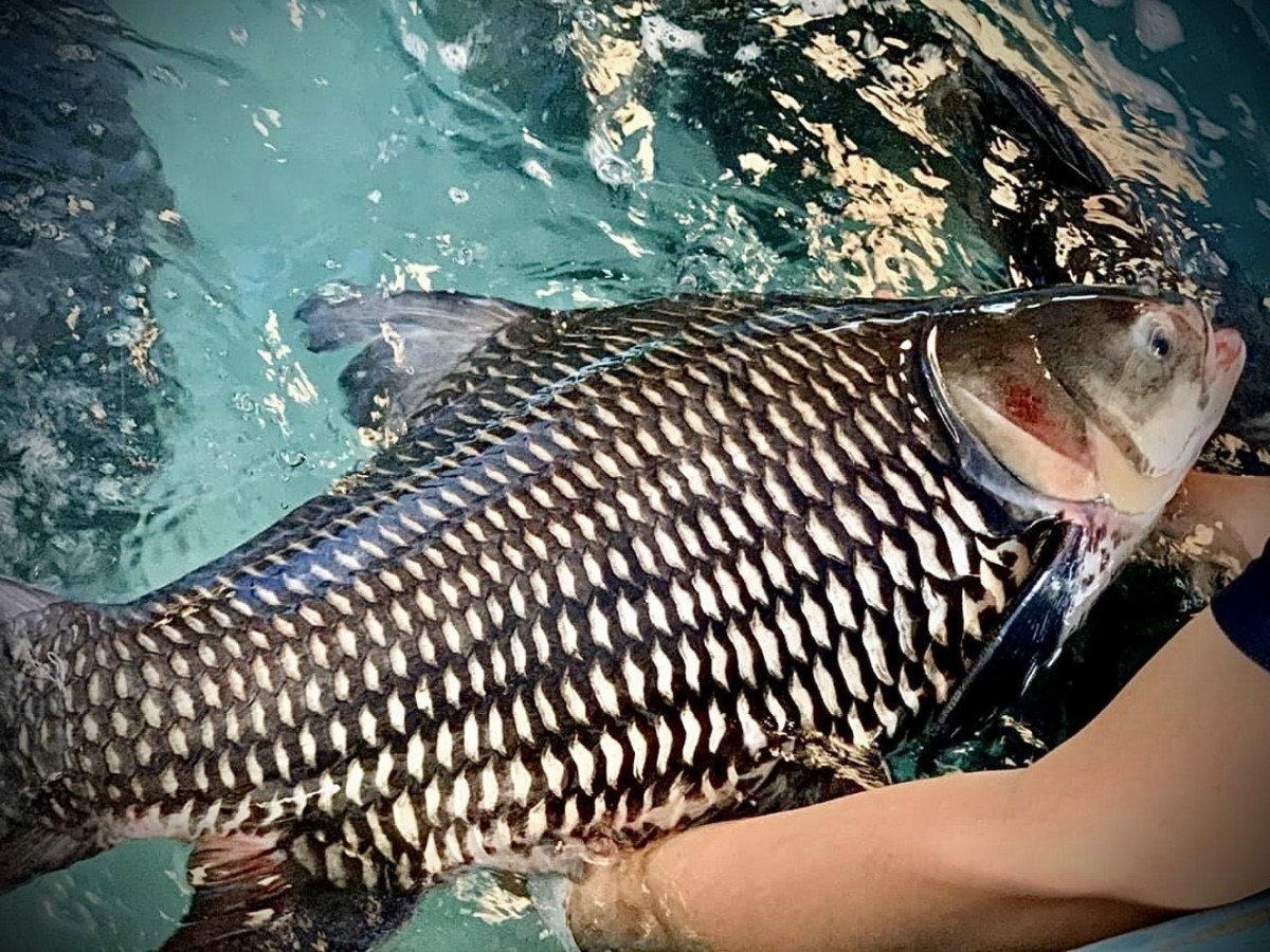 Ngoài tự nhiên, cá hô có thể đạt hàng chục, thậm chí hàng trăm kg. Ảnh: Vựa hải sản Thu