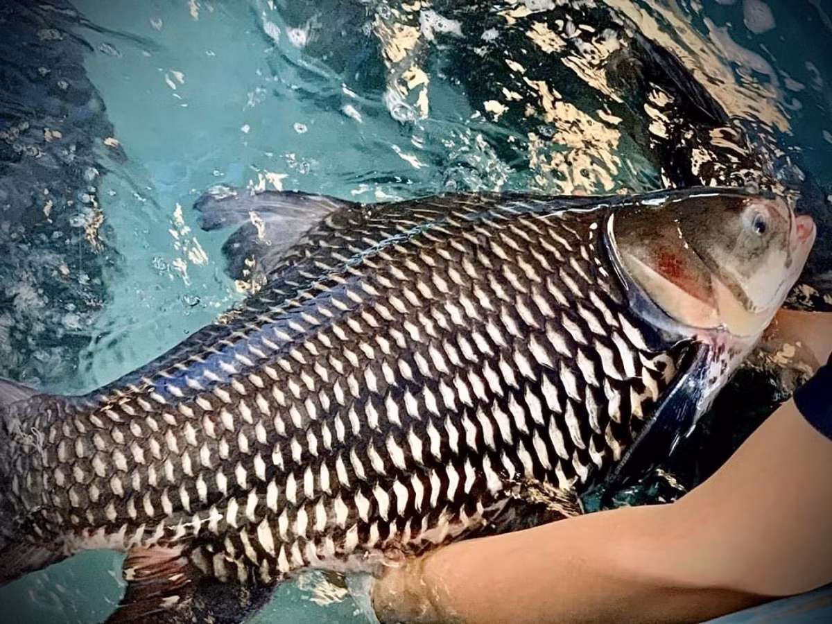 Ngoài tự nhiên, cá hô có thể đạt hàng chục, thậm chí hàng trăm kg. Ảnh: Vựa hải sản Thu