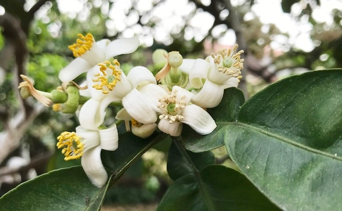 Trong khi đó, hoa bưởi chua có đủ lá, cành được bán với giá khoảng 250.000 - 500.000 đồng/kg.