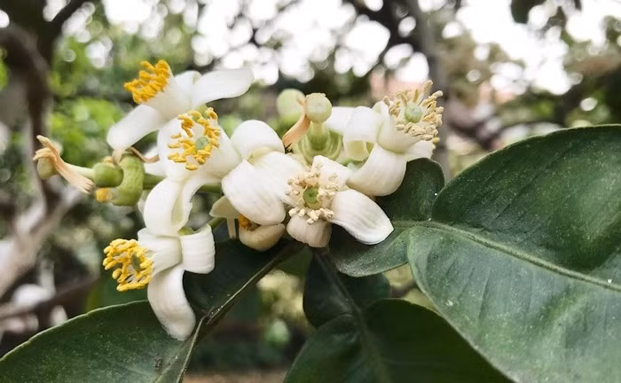 Trong khi đó, hoa bưởi chua có đủ lá, cành được bán với giá khoảng 250.000 - 500.000 đồng/kg.