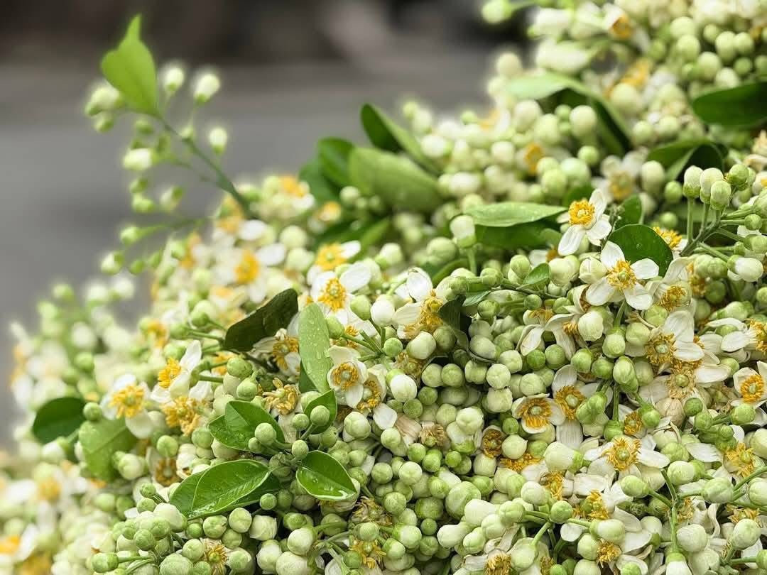 Một số tiểu thương chuyên buôn bán hoa cho biết, cứ sau Tết Nguyên đán sẽ nhập hoa bưởi về bán. Việc bán hoa bưởi có thể giúp họ bỏ túi tiền triệu mỗi ngày.