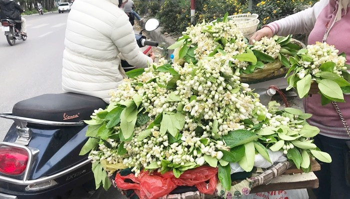 Chị Loan (bán hoa bưởi trên đường Lê Duần) cho biết, hoa bưởi đắt hơn nhiều loại hoa khác vì khó bảo quản, mất nhiều công ngắt. Hoa bưởi chỉ nở khi còn trên cây, khi hái xuống trừ nụ đã hơi hé, còn lại đều không thể tiếp tục nở.