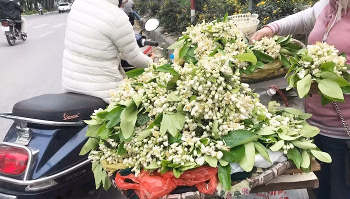 Chị Loan (bán hoa bưởi trên đường Lê Duần) cho biết, hoa bưởi đắt hơn nhiều loại hoa khác vì khó bảo quản, mất nhiều công ngắt. Hoa bưởi chỉ nở khi còn trên cây, khi hái xuống trừ nụ đã hơi hé, còn lại đều không thể tiếp tục nở.