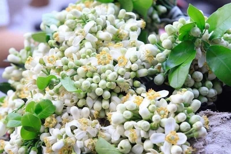 Theo chị Loan, năm nay hoa bưởi đắt hơn năm ngoái nhưng cũng không có hàng để lấy.