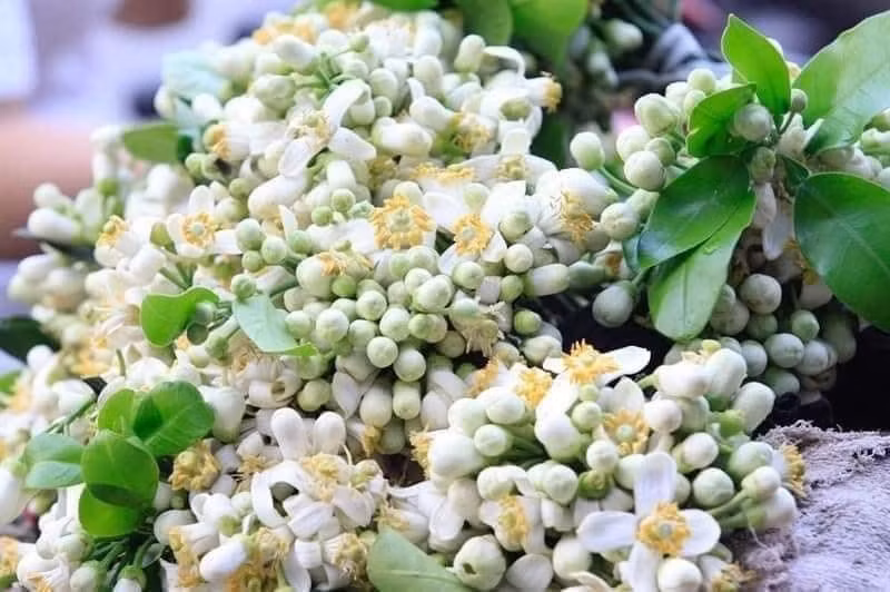 Theo chị Loan, năm nay hoa bưởi đắt hơn năm ngoái nhưng cũng không có hàng để lấy.