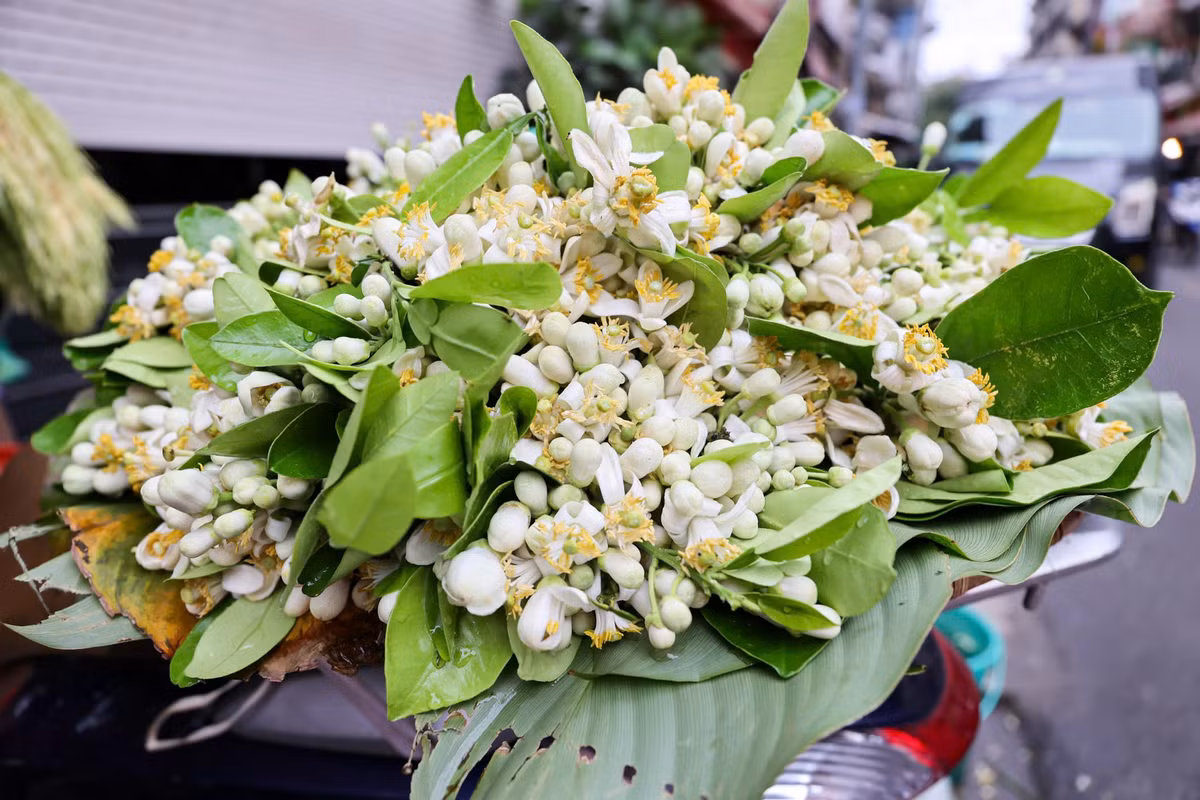 Chị Thoa, 43 tuổi, quê Hòa Bình (cũ) cho biết, chị bán hoa bưởi gần chục năm nay ở chợ Hàng Bè (Hà Nội). Sáng 3/3 (đúng rằm tháng Giêng), chị nhập được 7kg hoa bưởi để bán.