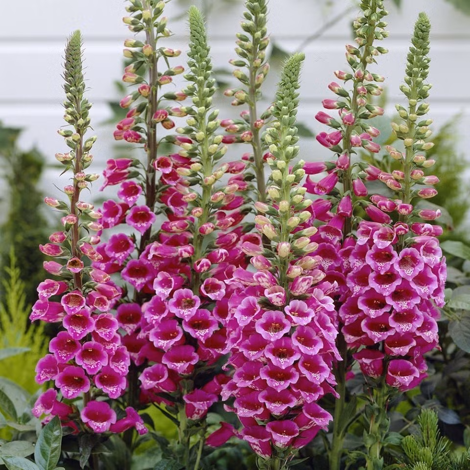 Mao địa hoàng có chùm hoa hình chuông rực rỡ, sở hữu vẻ đẹp ấn tượng nhưng chứa chất độc digoxin. Nếu ăn phải có thể gây buồn nôn, tiêu chảy, chảy nước dãi, nhịp tim bất thường, thậm chí tử vong. Ảnh: Internet