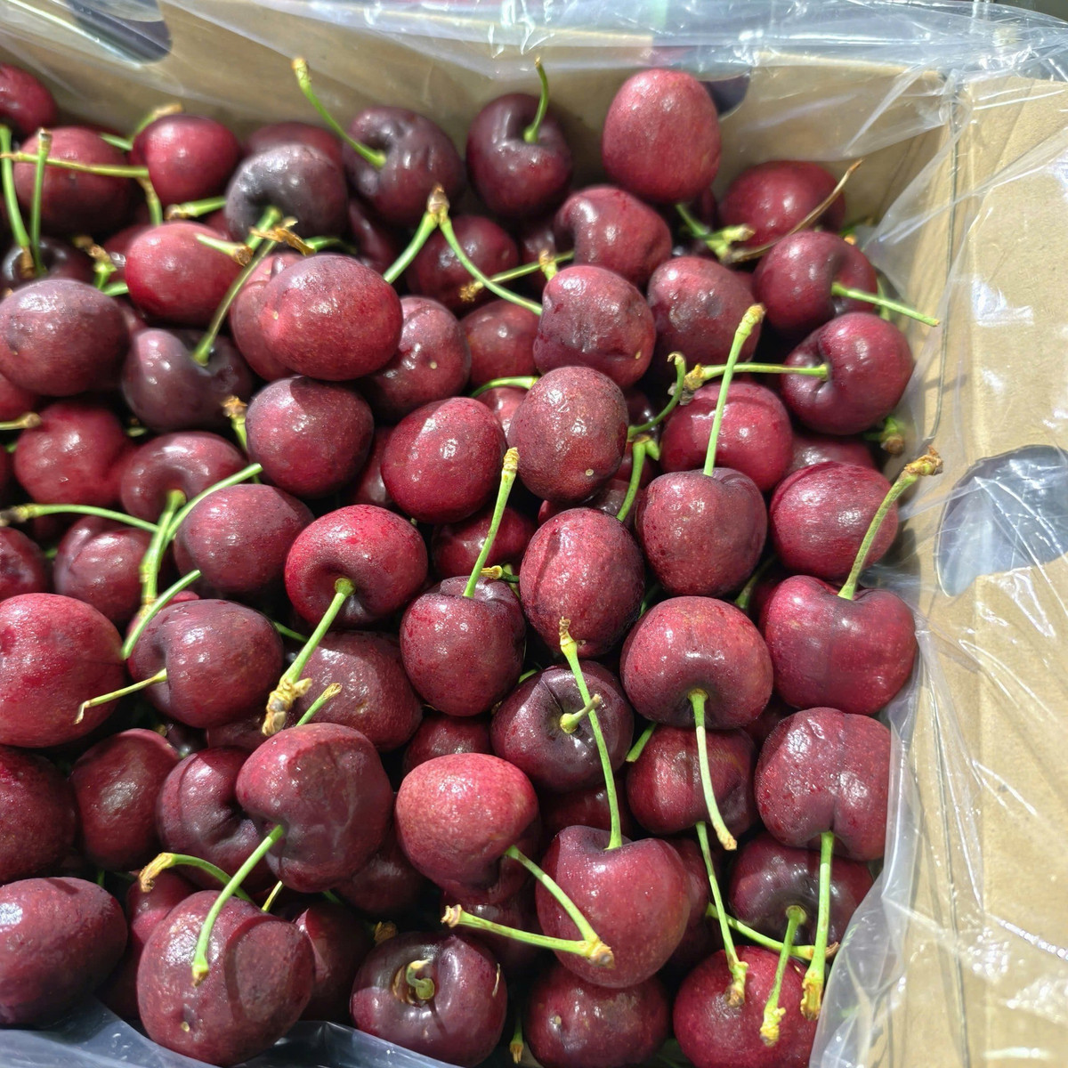 Chị Duyên, kinh doanh sỉ trái cây nhập khẩu ở Hà Nội, cho biết cherry Chile “thùng vàng” đang bước vào giai đoạn cuối vụ nên nguồn cung khá dồi dào. Ảnh: Tanafruit