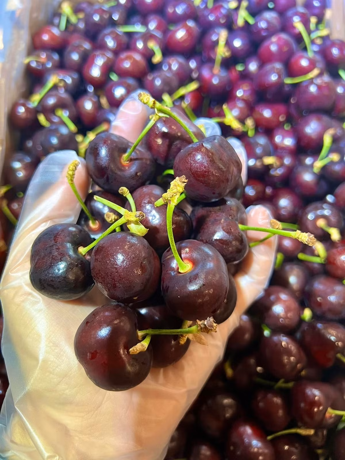 Theo các tiểu thương, cherry Chile giòn đanh, độ ngọt khoảng 8/10 nhưng hậu vị nhẹ hơn. Ảnh: Traicaynguyenthung