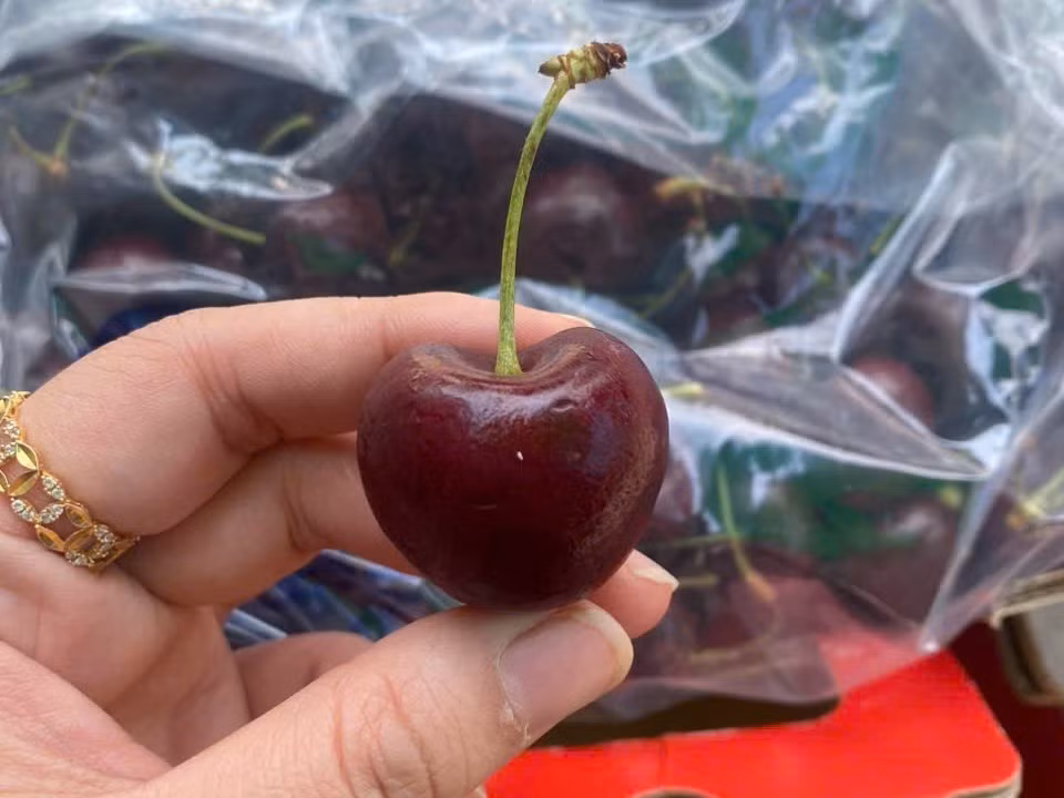 Tuy nhiên, cherry Chile giá “mềm” hơn, phù hợp với nhóm khách ưu tiên chi phí. Ảnh: Tony Tèo Fruit