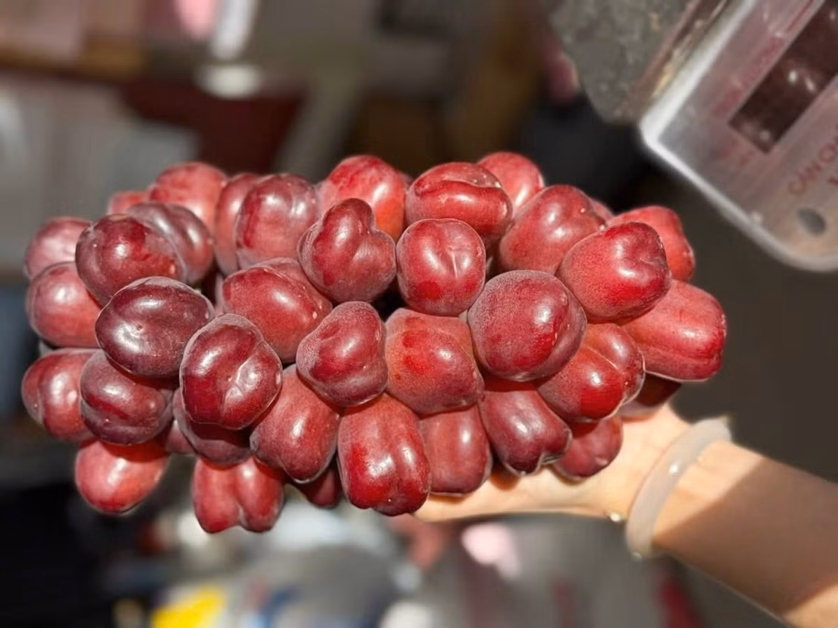 Chị Duyên (một đầu mối bán hoa quả ở Long Biên, Hà Nội) cho biết, mặc dù đã xuất hiện từ 3 năm nay, nhưng đến nay loại nho trái tim Trung Quốc mới bắt đầu được nhập khẩu số lượng lớn, gây sốt tại chợ Việt. Ảnh: Vietnamnet