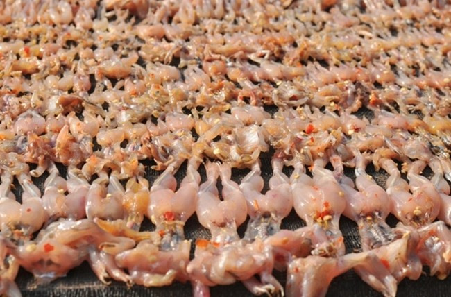 Công đoạn sơ chế nhái mất khá nhiều công sức. Nhái sống ngoài tự nhiên, ăn tạp nên dễ mang ký sinh trùng. Ảnh: Internet