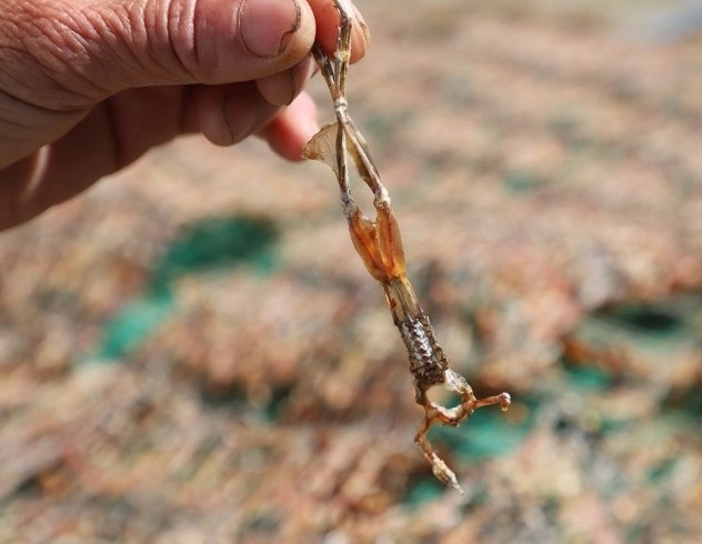 Thông thường, nhái sẽ phơi qua hai lần nắng mới đủ độ ngon. Ảnh: Vietnamnet