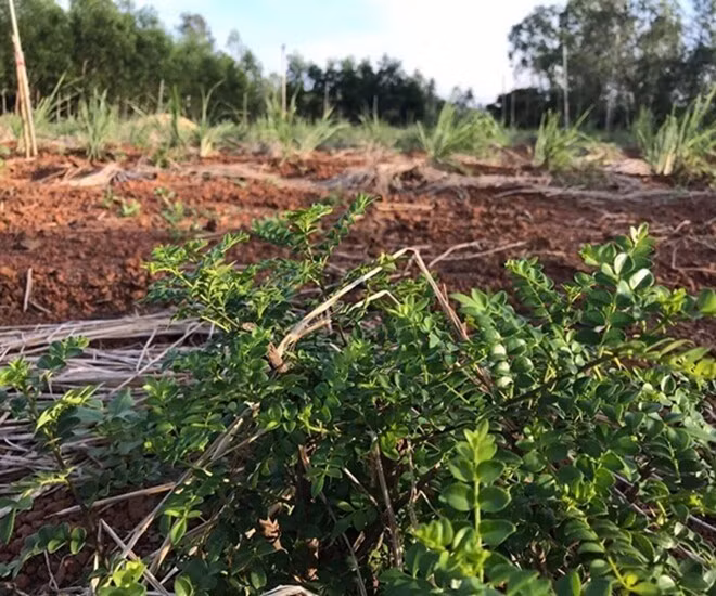 Xưa kia, người dân địa phương thi thoảng hái về làm gia vị trong bữa cơm. Nhưng hiện nay, cây sọ chó "lên đời" thành loại gia vị cao cấp, được các nhà hàng, khách sạn săn đón. Ảnh: Internet