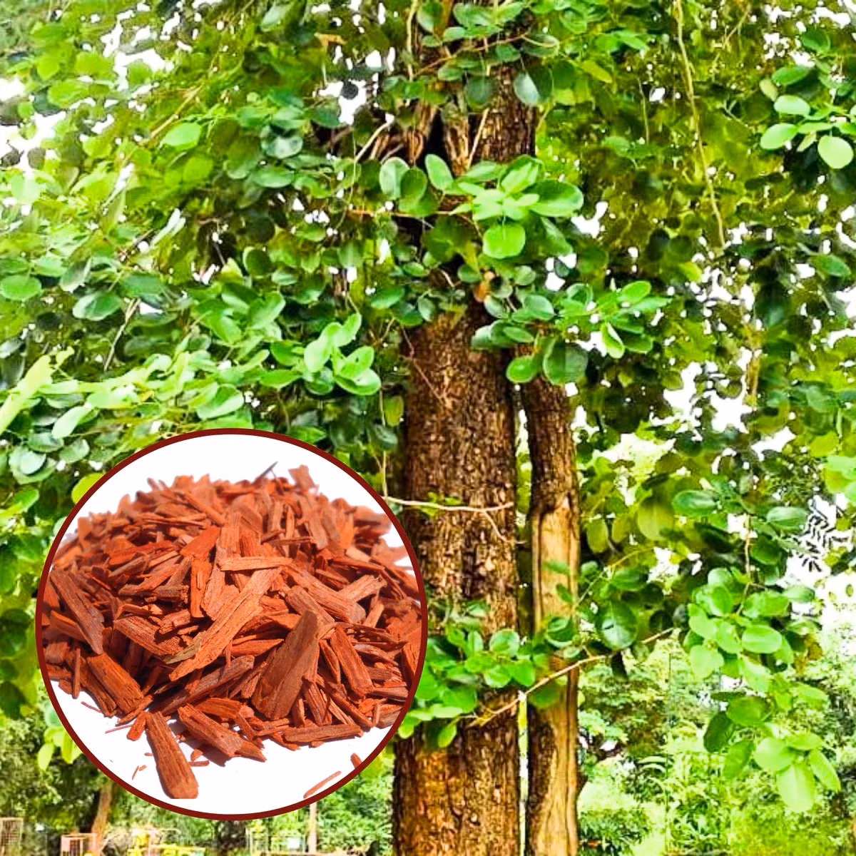 Quá trình khai thác và chế biến gỗ đàn hương khá nghiêm ngặt và mất nhiều thời gian. Sau khi thu hoạch, gỗ được chuyển về sở lâm nghiệp để tiến hành đấu giá. Tại đây, phần lõi giàu tinh dầu nhất, sẽ được phân loại riêng để làm nguyên liệu chính. Ảnh: GreenParadiseLive