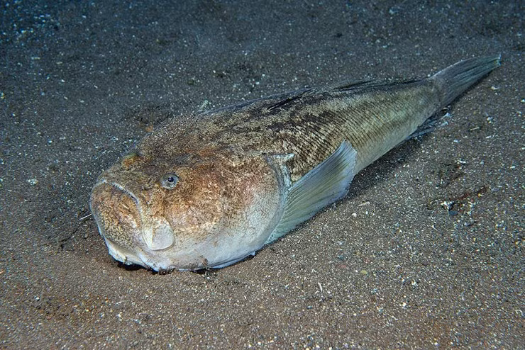 Cá bùng binh thường sống trong hang hốc và các khe đá, các rạn san hô dưới đáy biển nên khó phát hiện. Ảnh: Facebook