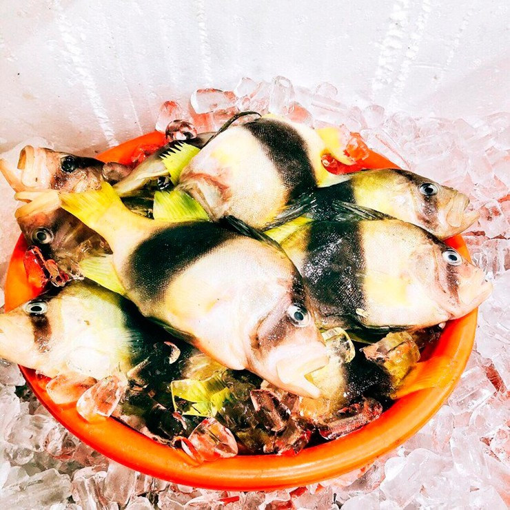 Chiều dài cá sơn gà dao động từ 10-15 cm. Ảnh: Internet