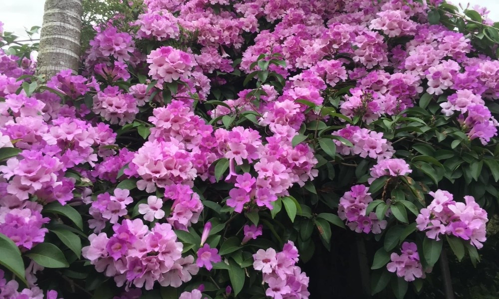 Hoa lan tỏi màu tím, có hương thơm đặc trưng, nồng cay, khiến rắn cảm thấy khó chịu và sợ hãi. Ảnh: Sfarm