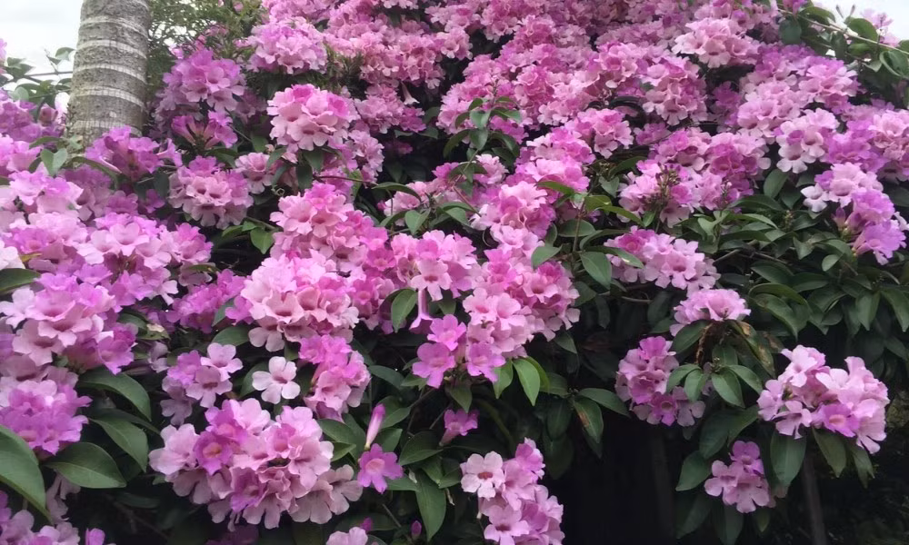 Hoa lan tỏi màu tím, có hương thơm đặc trưng, nồng cay, khiến rắn cảm thấy khó chịu và sợ hãi. Ảnh: Sfarm