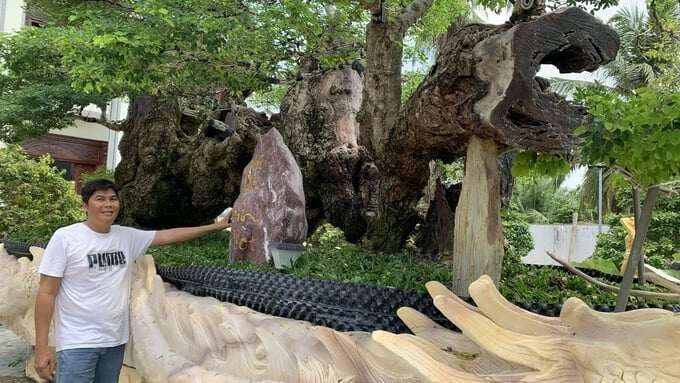 Nhiều người từng trả giá hàng chục tỷ nhưng anh Phong không bán vì quý mến và biết rằng, bán đi là mất. Ảnh: Nongnghiepmoitruong