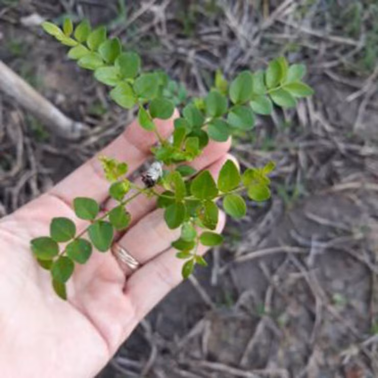 Tuy nhiên, trong quá trình nuôi trồng phải theo dõi sát sao vì cây hay xuất hiện bệnh đục thân, rám lá. Ảnh: Internet